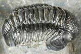 Two Detailed Gerastos Trilobite Fossils - Morocco #363955-5